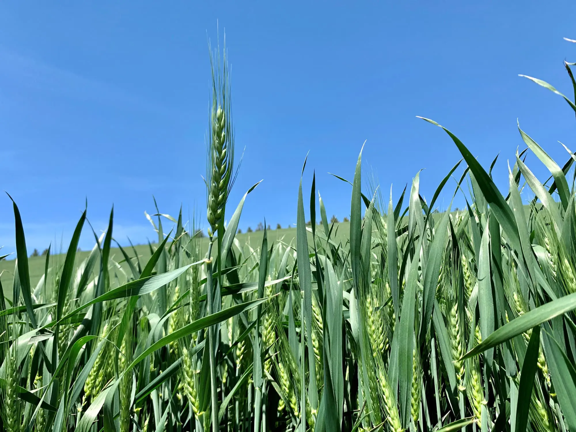 McGregor product Rally is the most efficient form of fertilizing available. Open the throttle on your yield and feed the plant what it needs, when it needs it most with Rally foliar nutrition.